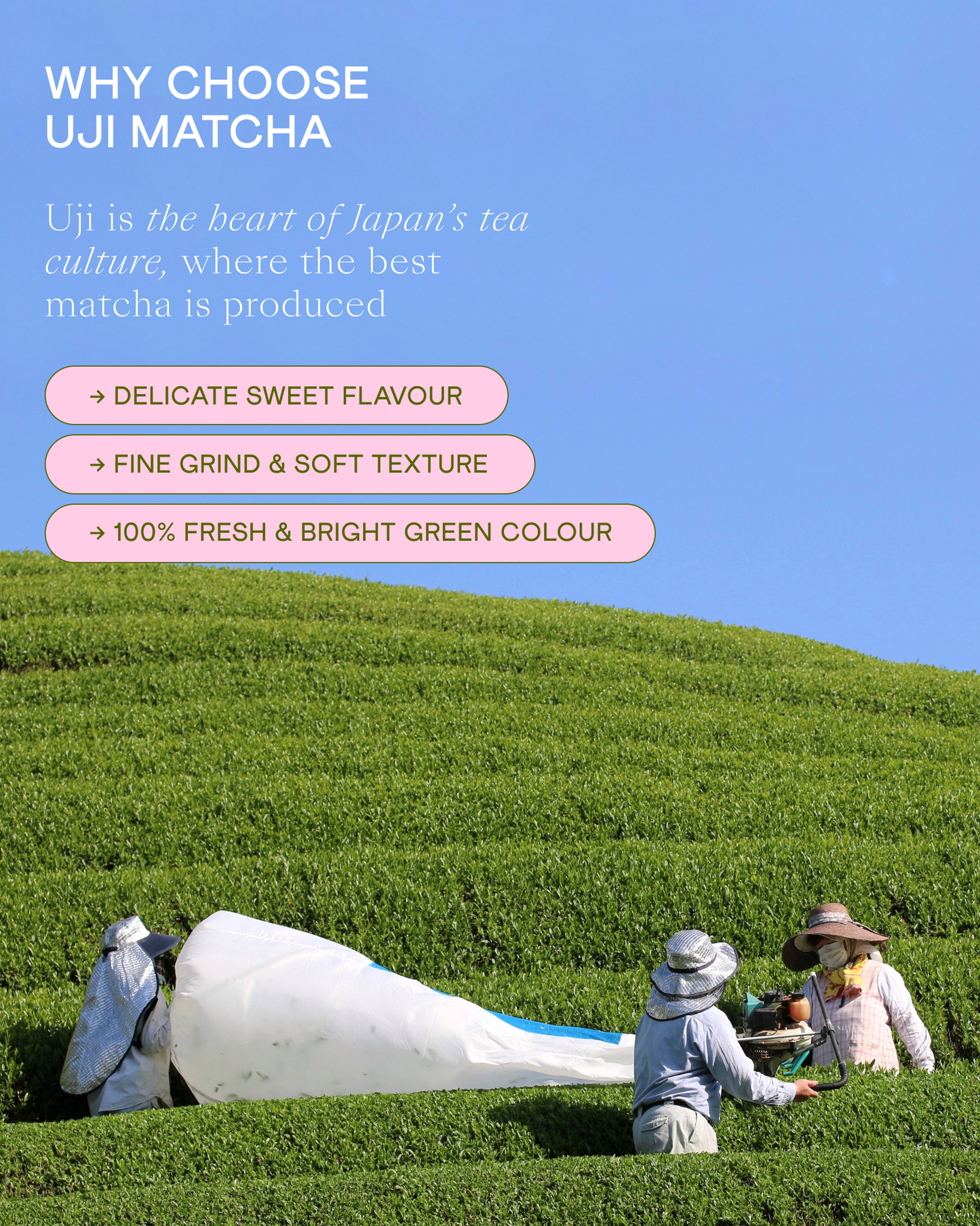 Wholesale Ceremonial Matcha Miyabi-no-Shiro, 250 g
