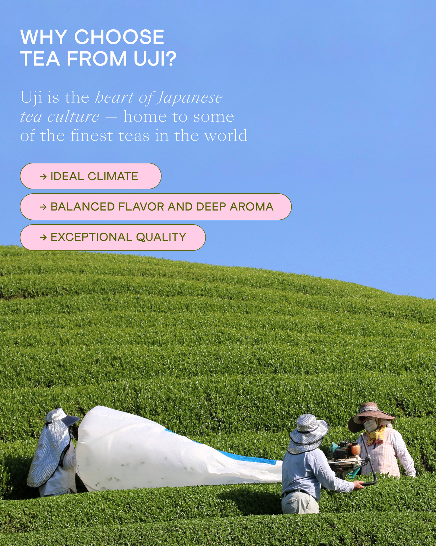 Wholesale Hojicha Tea Powder, 250 g