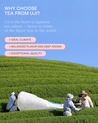 Wholesale Hojicha Tea Powder, 250 g