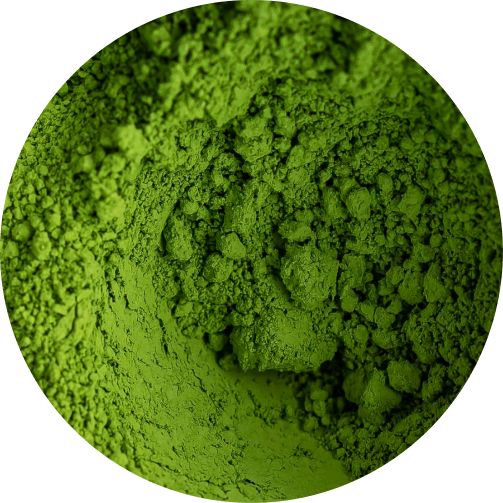 Close-up of high ceremonial matcha green tea powder showcasing its deep emerald color from Uji, Kyoto by Matcha Forest
