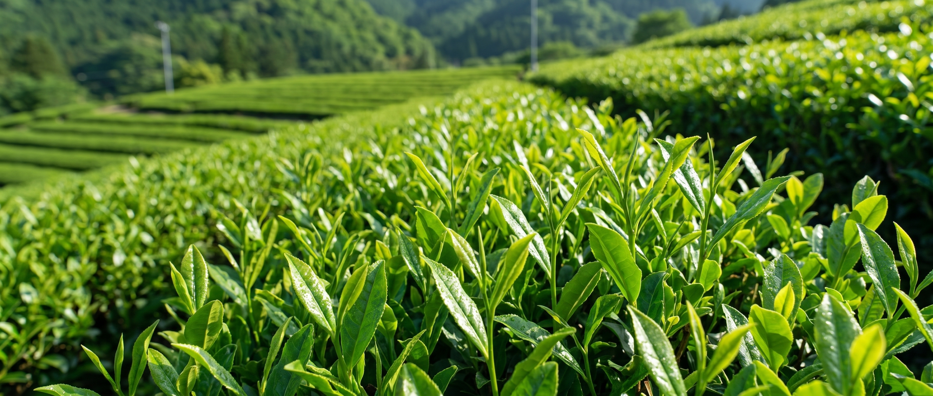 Tea plantation with rows of green tea leaves under sunlight