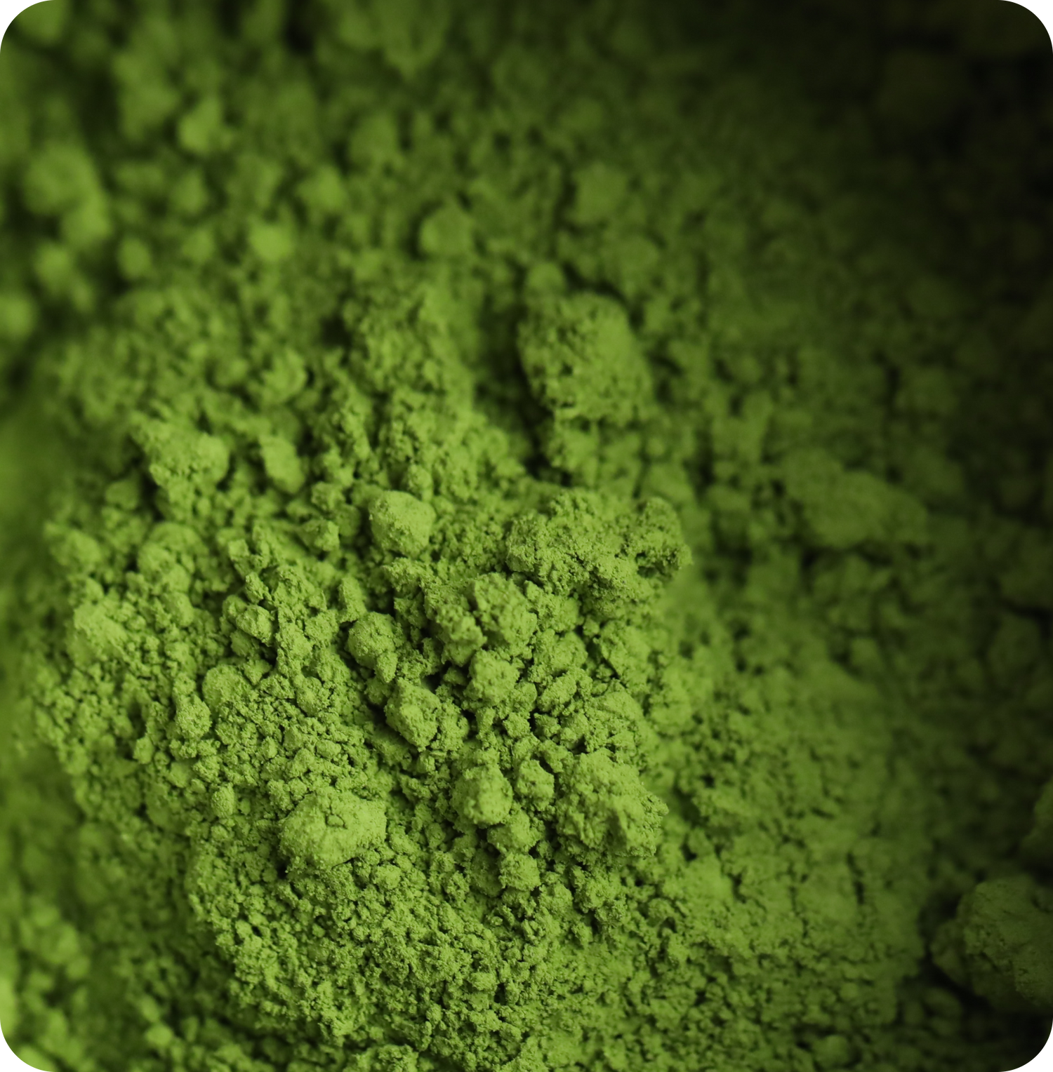 Ceremonial grade matcha green tea powder from Uji, Kyoto by Matcha Forest