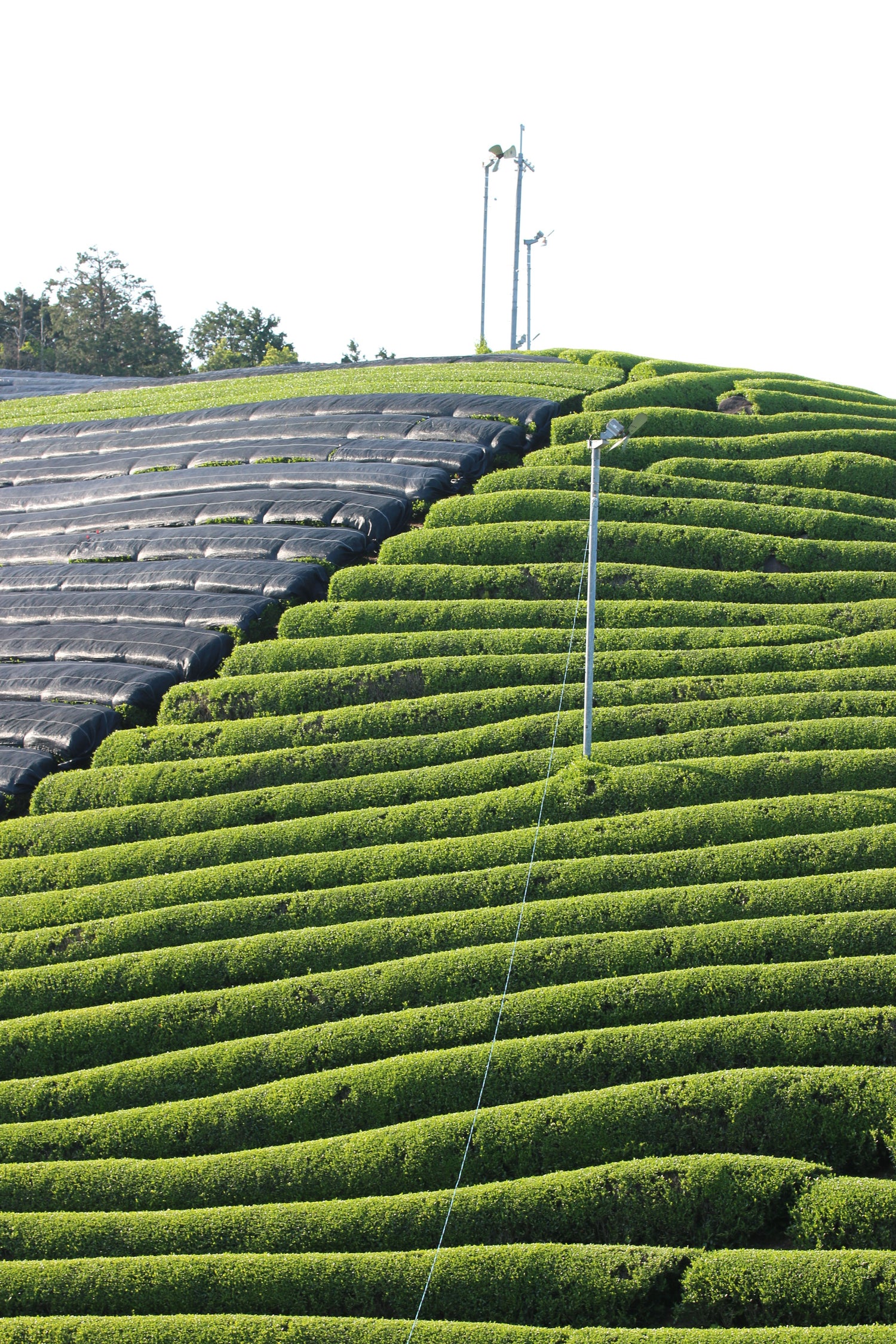 Matcha green tea plantation in Uji, Kyoto